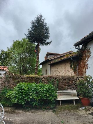 SERVICIO DE PODA DE ALTURA Y ARBOLES PELIGROSOS.