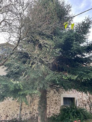 SERVICIO DE PODA DE ALTURA Y ARBOLES PELIGROSOS.
