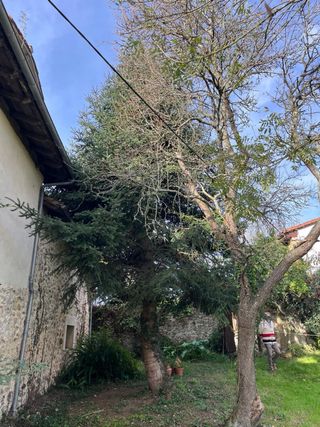 SERVICIO DE PODA DE ALTURA Y ARBOLES PELIGROSOS.
