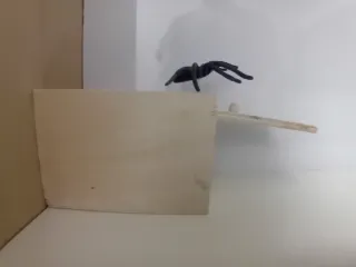 Juguete araña negra