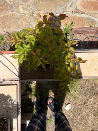 Bonsái Prunus Mume