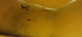Carretilla amarilla