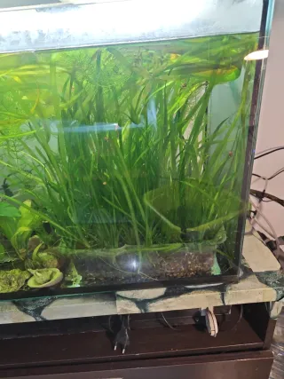 Plantas para Juanfranco