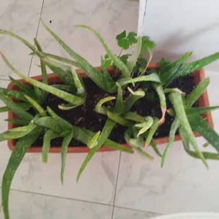 Planta de Aloe Vera (Sábila)