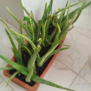 Planta de Aloe Vera (Sábila)