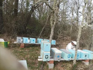 Núcleos abejas (5 cuadros)