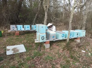 Núcleos abejas (5 cuadros)