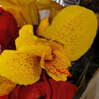 Canna 'Cleopatra'