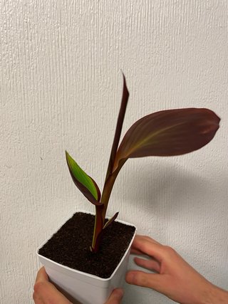 Canna 'Cleopatra'