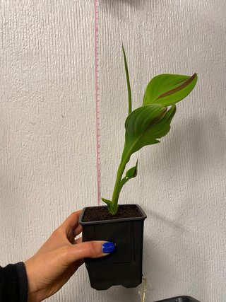 Canna 'Cleopatra'