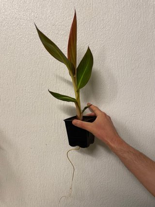 Canna 'Durban'
