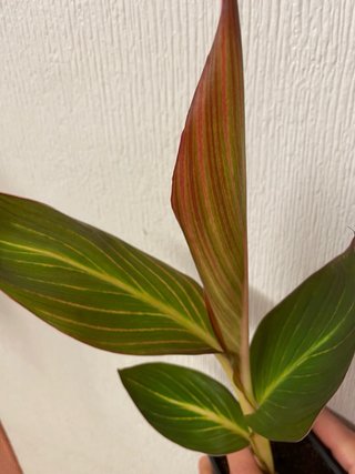 Canna 'Durban'