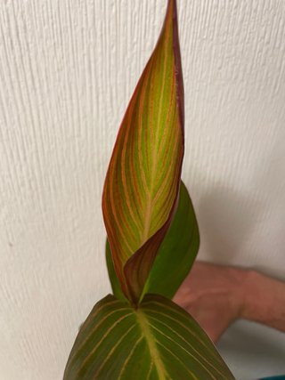 Canna 'Durban'