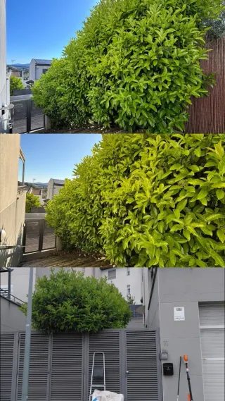 Desbroce y jardinero