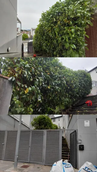 Desbroce y jardinero
