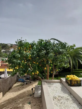 Desbroce y jardinero