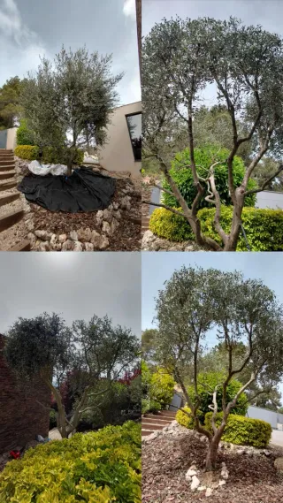 Desbroce y jardinero