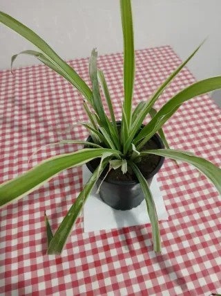 Plantas varias