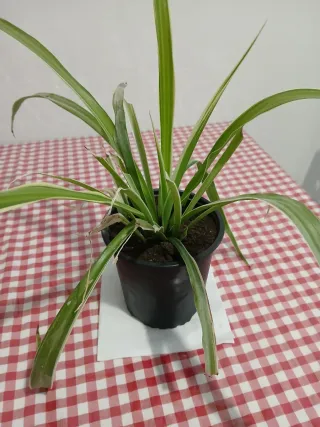 Plantas varias