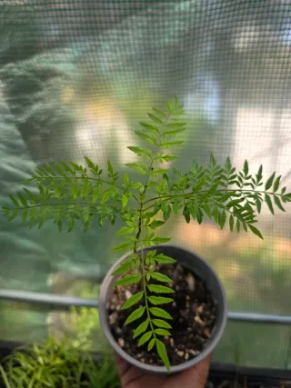 Planta de Jacaranda
