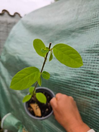 Planta de chirimoya