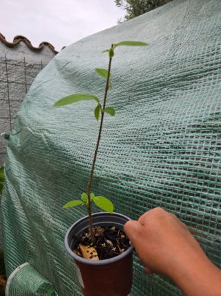 Planta de chirimoya