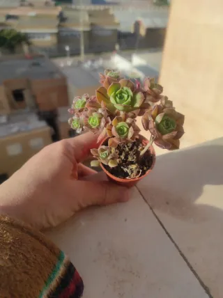 SUCULENTA Aeonium Mascaense