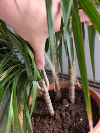 Dracaena marginata en maceta