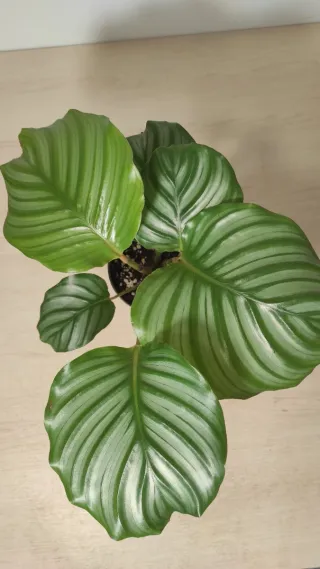Calathea Orbifolia Planta Interior 3