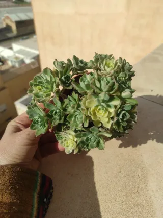 Aeonium castello-paivae " variegata"