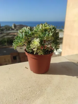 Aeonium castello-paivae " variegata"