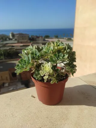 Aeonium castello-paivae " variegata"