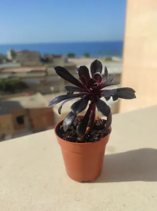 SUCULENTA.Aeonium atropurpureum