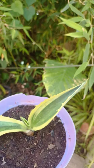 Agave americana variegata in vaso