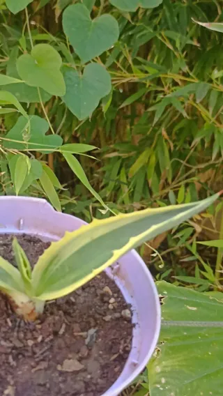 Agave americana variegata in vaso