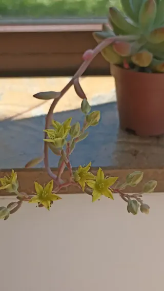 Graptoveria Opalina Pianta Fiorita