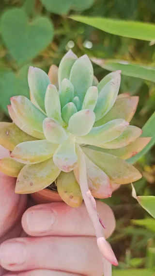 Graptoveria Opalina Pianta Fiorita