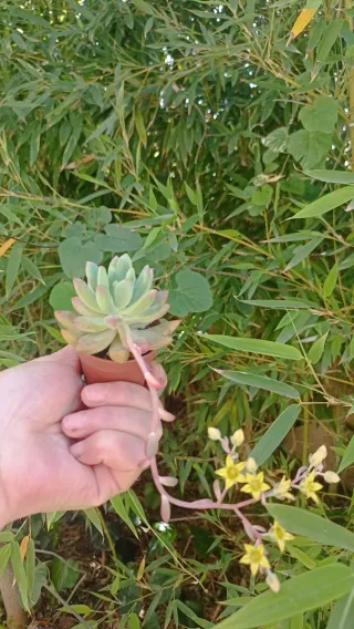 Graptoveria Opalina Pianta Fiorita