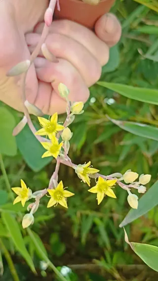 Graptoveria Opalina Pianta Fiorita