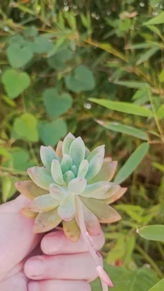 Graptoveria Opalina Pianta Fiorita