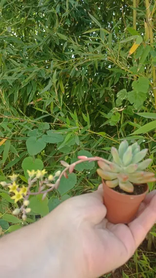 Graptoveria Opalina Pianta Fiorita