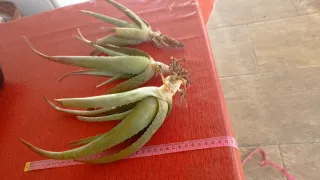 3 Piante Aloe Vera Radicate