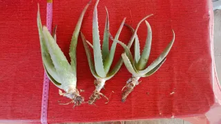 3 Piante Aloe Vera Radicate