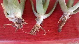 3 Piante Aloe Vera Radicate
