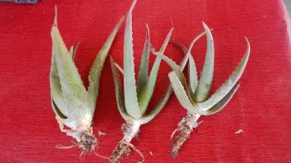 3 Piante Aloe Vera Radicate