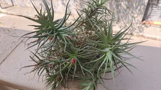 Tillandsia Aeranthos planta de aire