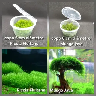 Pack 65x | 6 Espécies Plantas Aquário Low Tech