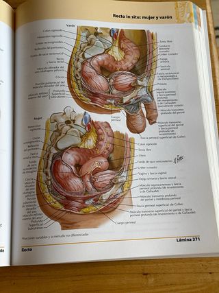 ATLAS DE ANATOMIA HUMANA 5/ED.