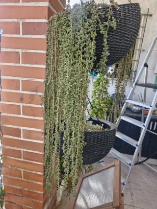 Esquejes de plantas colgantes