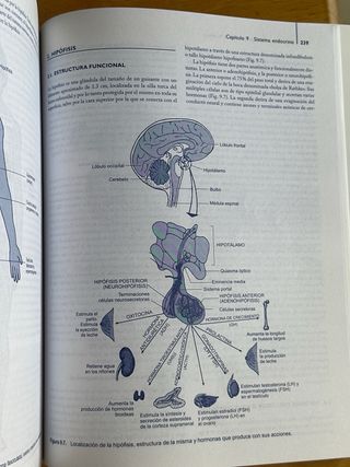 Anatomía y fisiología del cuerpo humano